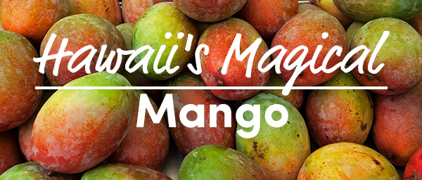Hawaii's Magical Mango