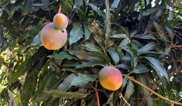 mangoes in dish